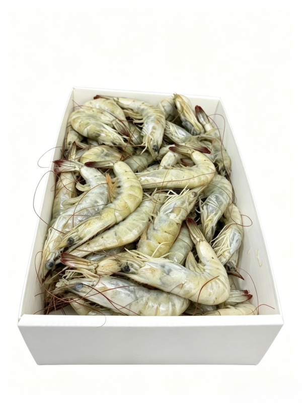 Corrugated Plastic Seafood Box